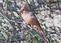 Cardinalis cardinalis